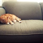 Najlakša rješenja za uklanjanje životinjske dlake sa kauča i tepiha