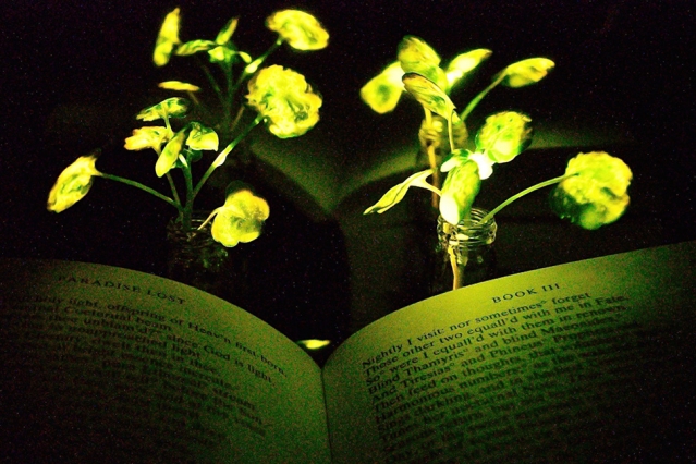 svjetlece biljke
